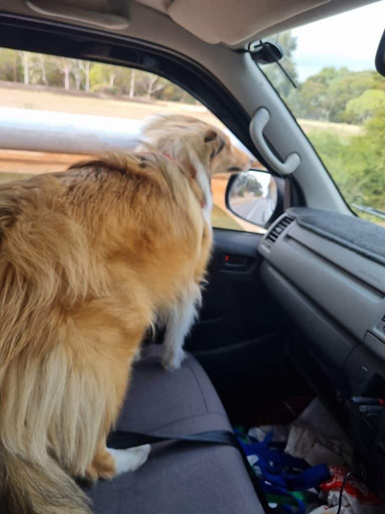 dog millie on side front seat