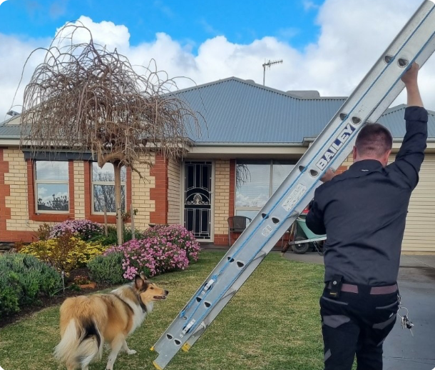 A person in dark clothing carries a large aluminum ladder toward a house with a grey roof, while a collie dog stands on the lawn nearby, surrounded by flowers and a small tree.